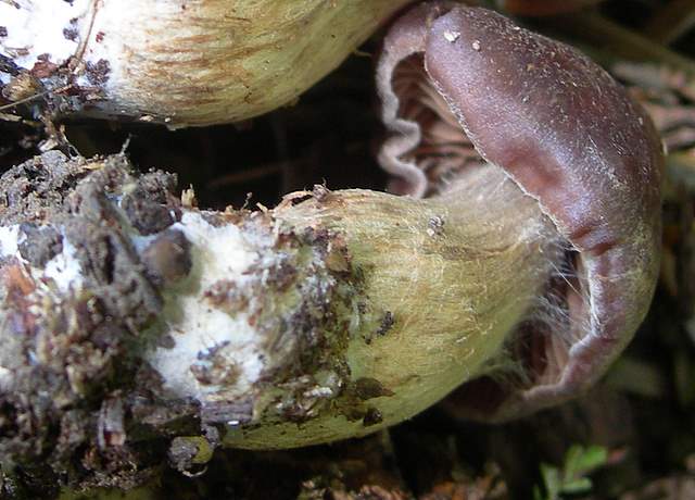 Cortinarius spec. Cod.:2899-07